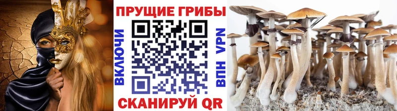 Купить где  Кемь  Псилоцибиновые грибы GOLDEN TEACHER 
